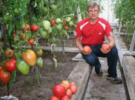 Выращивание помидоров по Маслову