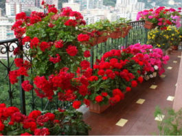 Цветы для балкона