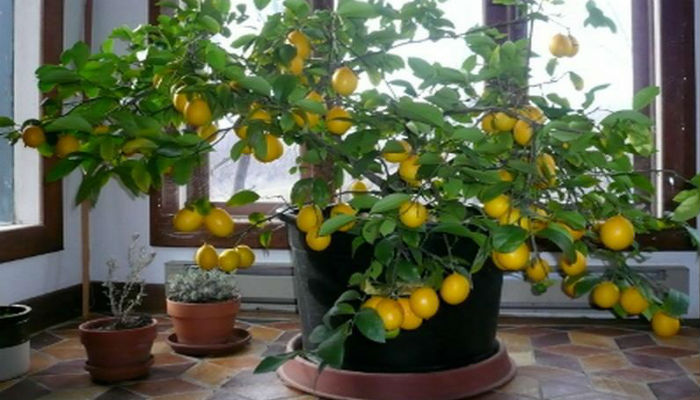 Разведение лимонов дома