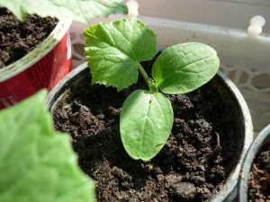 Комнатные огурцы: выращивание зимой
