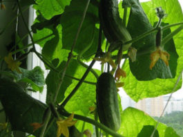 Выращивание огурцов на балконе: раскрываем все правила и секреты урожайности
