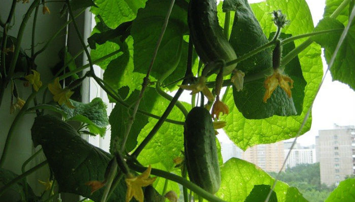 Выращивание огурцов на балконе: раскрываем все правила и секреты урожайности