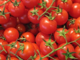 Увеличение урожая помидоров в 8 раз