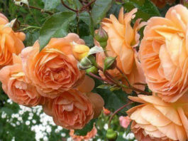 8 простых секретов выращивания роз в саду