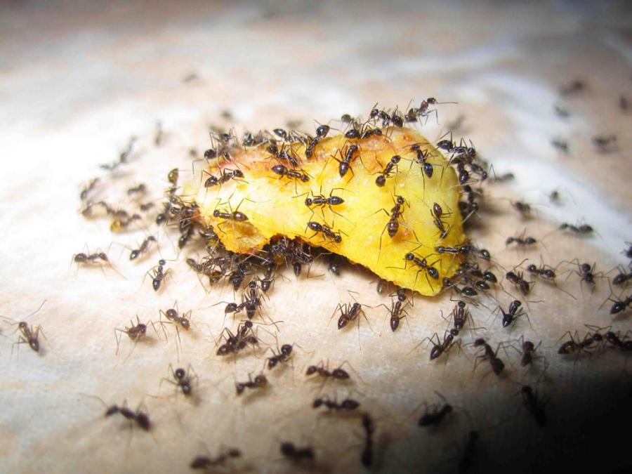 Как избавиться от муравьев на участке навсегда