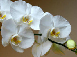 Отличный способ реанимации орхидеи! И столько цветков потом на 1 ветке
