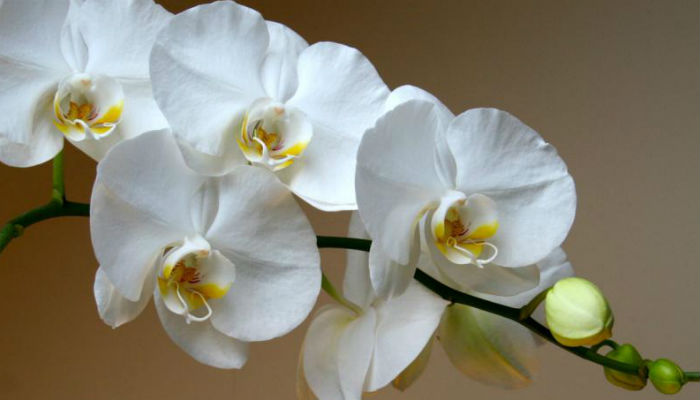 Отличный способ реанимации орхидеи! И столько цветков потом на 1 ветке