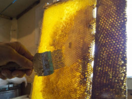 Пчелиные хитрости. Как правильно выбрать мёд?