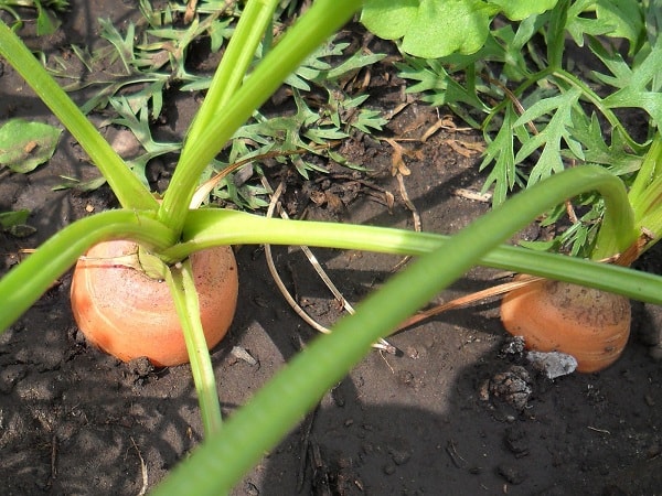 Семена моркови на туалетной бумаге или на ленте