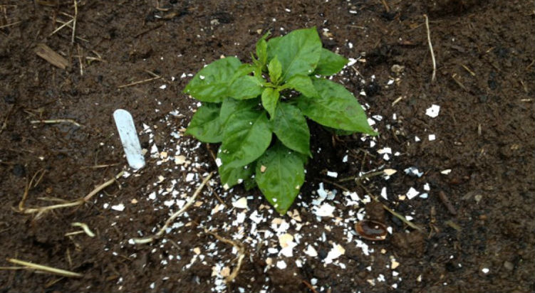 7 природных способов защитить свой сад от улиток и слизней 