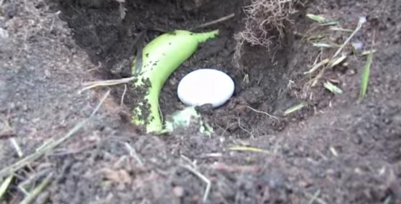 Мужчина закапывает обычное яйцо в почву