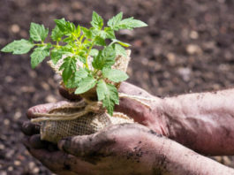 10 приемов, которые помогут вырастить крепкую рассаду