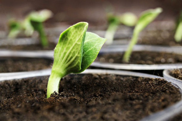 10 приемов, которые помогут вырастить крепкую рассаду