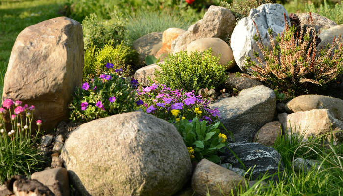 13 скальных растений, цветущих с весны и до осени