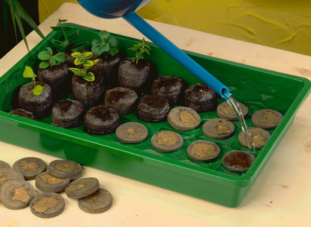 Как вырастить рассаду на подоконнике: 5 необычных способов выращивания рассады