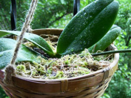 Пересадите орхидею в корзинку — пышное цветение гарантировано