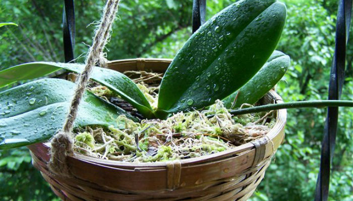Пересадите орхидею в корзинку — пышное цветение гарантировано