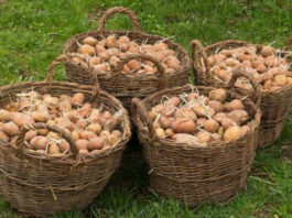 Сажаем картофель по-новому - секреты опытного садовода