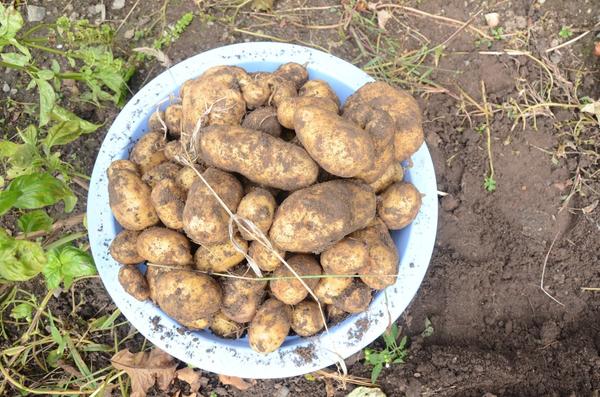 Сажаем картофель по-новому - секреты опытного садовода