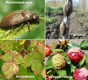 Чем обработать ягодные кусты против болезней и вредителей ранней весной