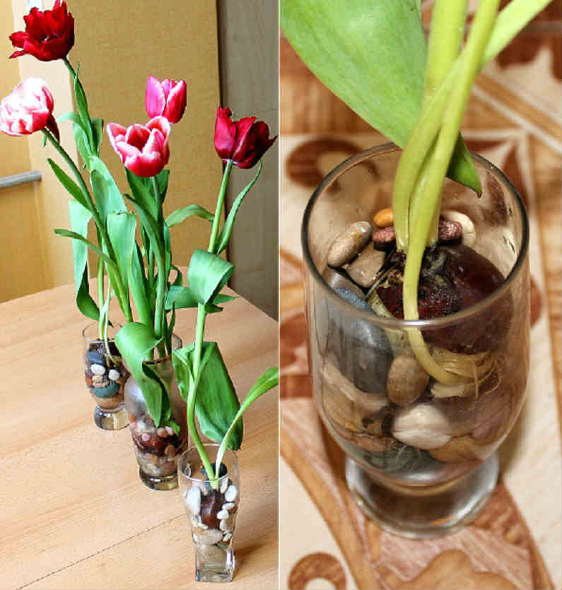 Как вырастить тюльпаны у себя дома без земли. Удивительный богатый цветник на твоем подоконнике