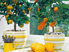 Комнатный лимон - проблемы при выращивании