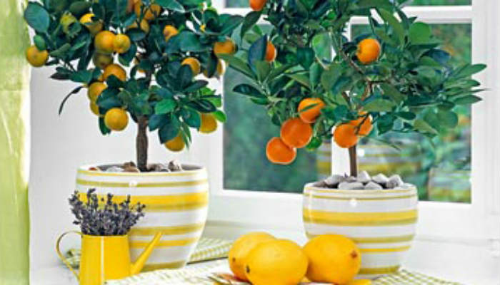 Комнатный лимон - проблемы при выращивании