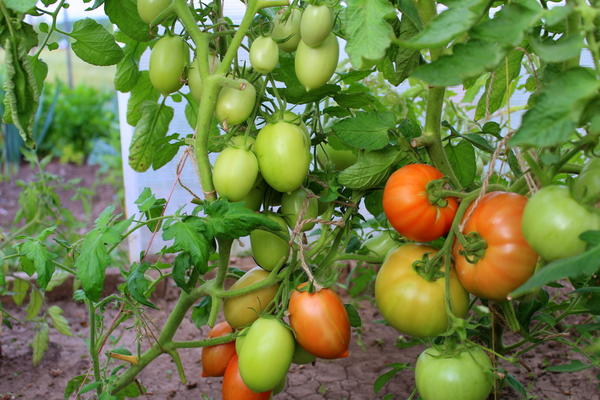 Лучшие сорта томатов: многолетний опыт