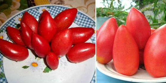 Низкорослые томаты - самые урожайные сорта