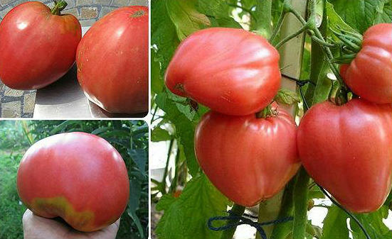 Низкорослые томаты - самые урожайные сорта