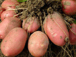 Правильное внесение удобрений под картофель удвоит урожай