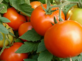 Реально ли собрать 70 кг помидоров с куста?