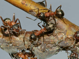 С муравьями борюсь гремучей смесью