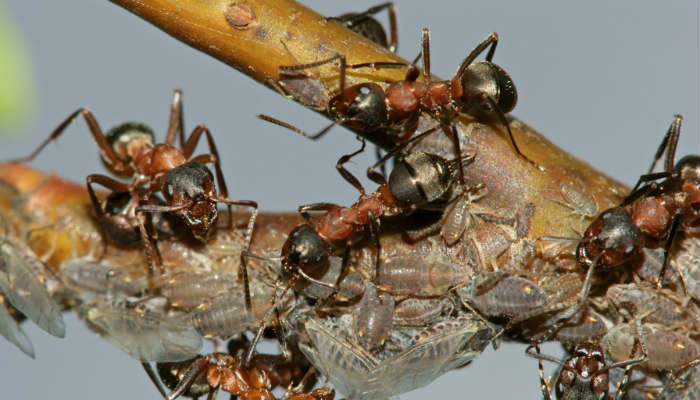 С муравьями борюсь гремучей смесью