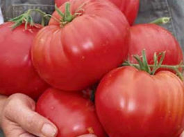 Самые вкусные, самые любимые... Заповеди выращивания томатов