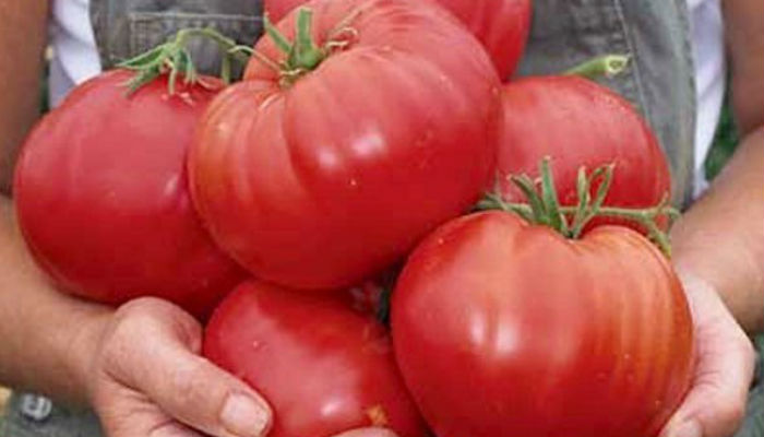 Самые вкусные, самые любимые... Заповеди выращивания томатов