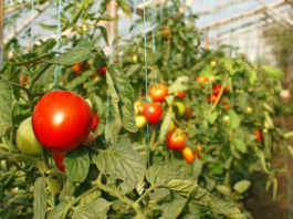Выращивание помидоров в теплице. Основные моменты