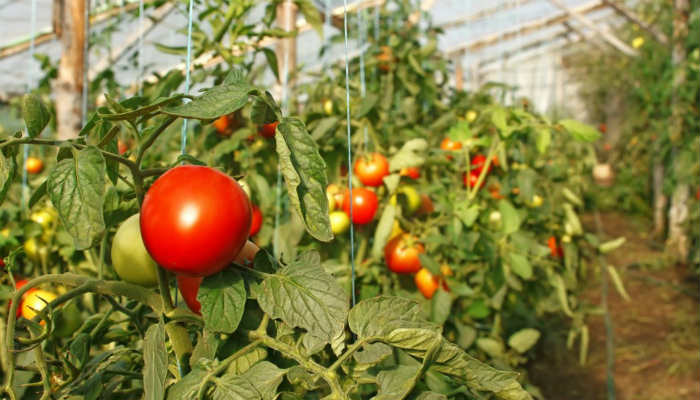 Выращивание помидоров в теплице. Основные моменты
