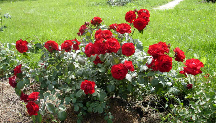 Как спасти розы после неудачной зимовки