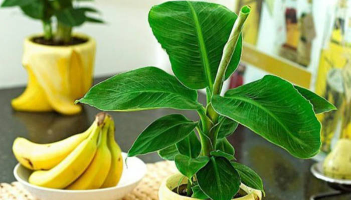 Можно ли вырастить банан в домашних условиях?