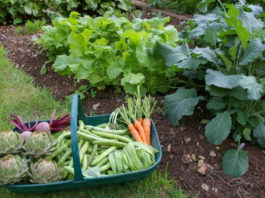 Овощи и зелень, которые можно посадить в тени