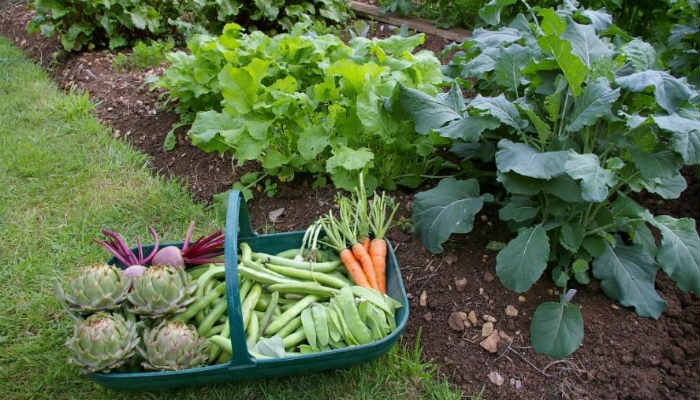 Овощи и зелень, которые можно посадить в тени
