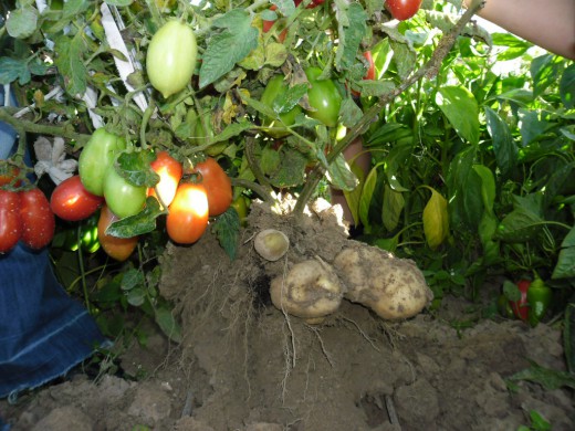 Томатокартофель - урожай томатов и картофеля с одного куста