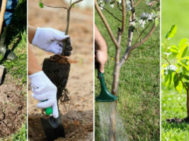 Декоративные деревья и кустарники – как правильно посадить