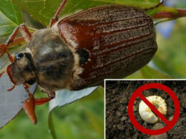 Майский жук: какими растениями питается и как бороться с личинками вредителя