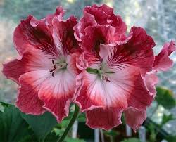 Пышная пеларгония – секреты обильного цветения