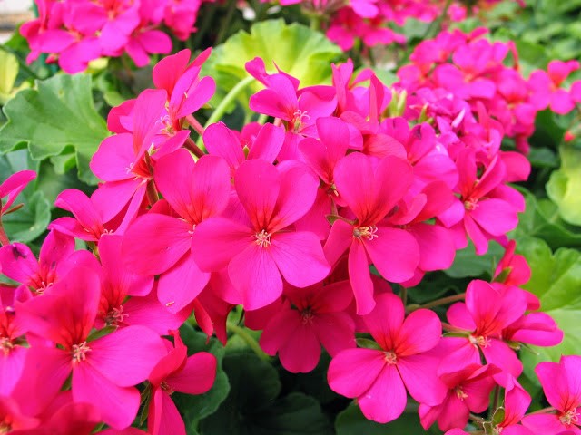 Пышная пеларгония – секреты обильного цветения