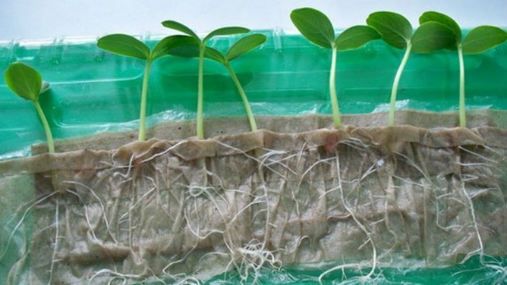 Как выращивать рассаду в целлофане на туалетной бумаге?