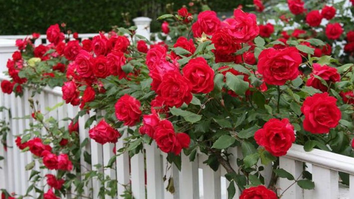 Сорт плетистой розы цветущей все лето