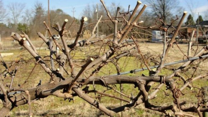 Правила и схема обрезки винограда осенью для начинающих